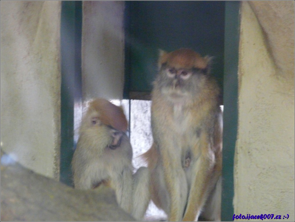 Klikněte pro zobrazení původního obrázku