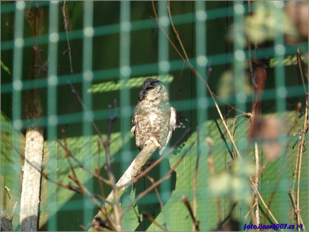 Klikněte pro zobrazení původního obrázku