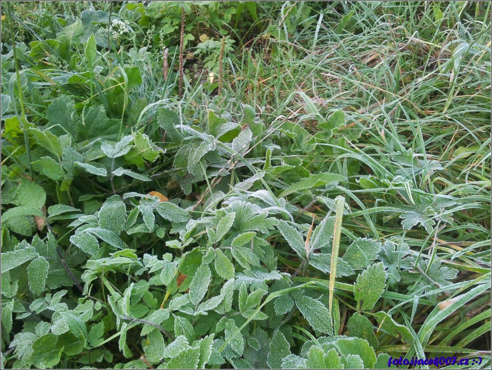 Klikněte pro zobrazení původního obrázku