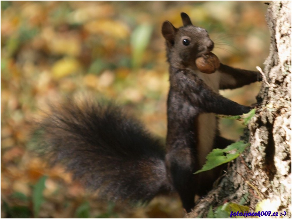 Klikněte pro zobrazení původního obrázku