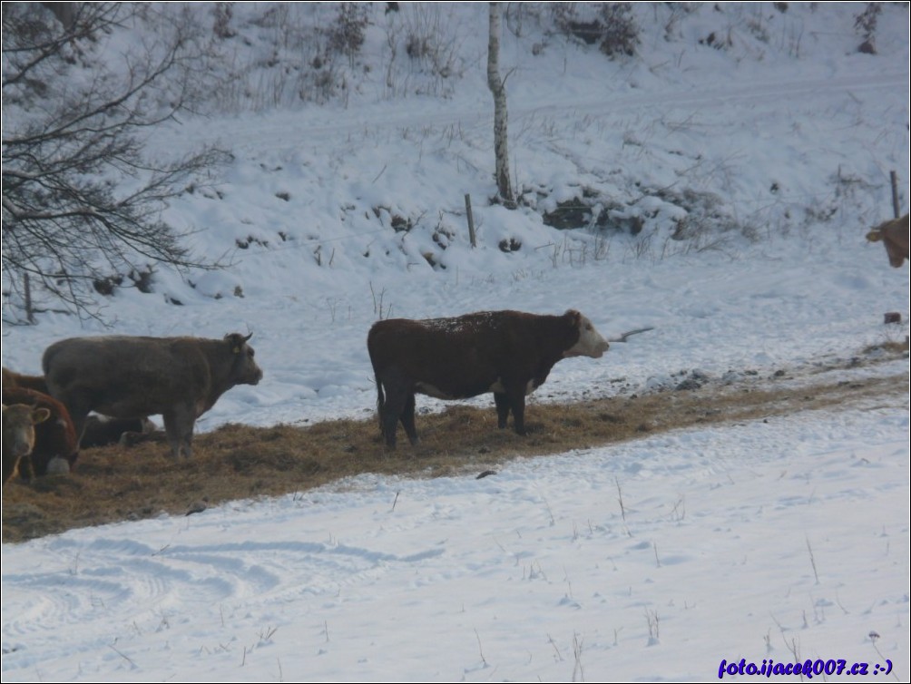 Klikněte pro zobrazení původního obrázku